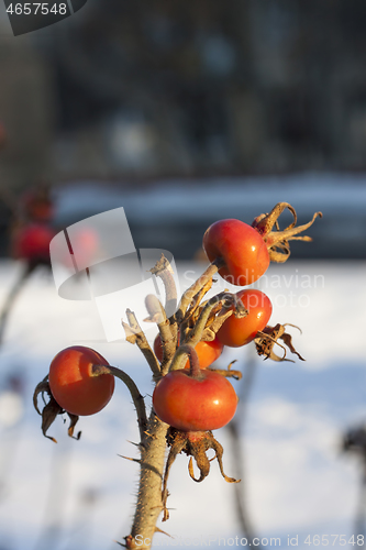 Image of Dog Rose or Rosa Canina branches with bright fruits