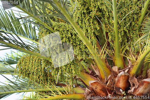 Image of Palm tree with green fruits