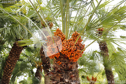 Image of Palm tree with bright orange fruits