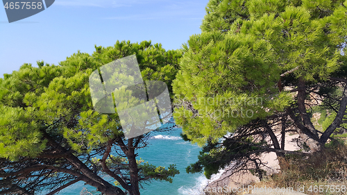 Image of Beautiful pine trees growing on a slope near the sea