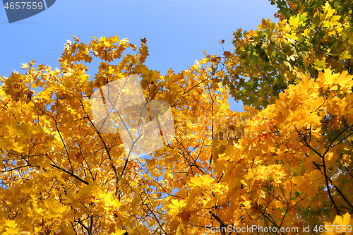 Image of Branches of bright yellow autumn maple