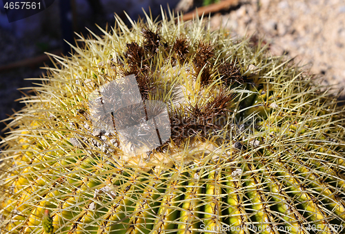 Image of Close-up of large cactus