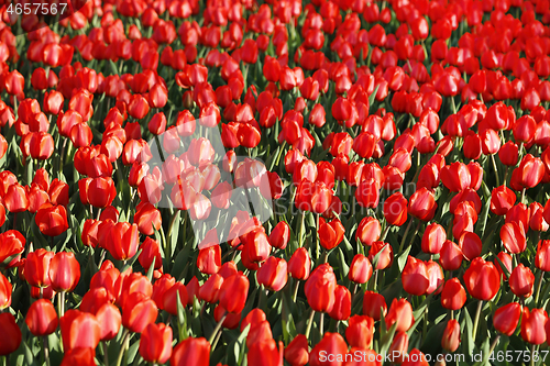 Image of Beautiful red tulips glowing on sunlight