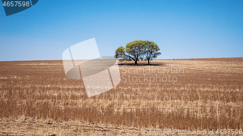Image of eucalyptus tree in an Australian landscape scenery