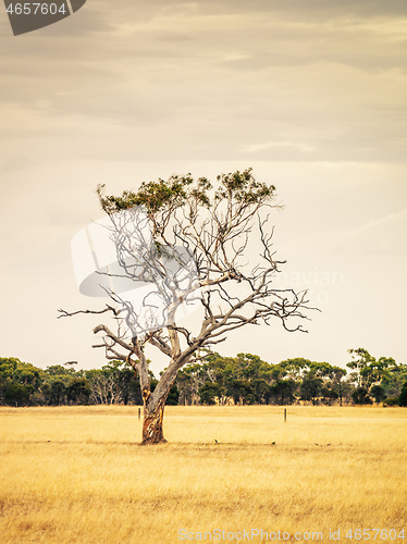 Image of eucalyptus tree in an Australian landscape scenery