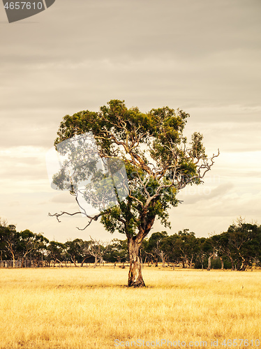 Image of eucalyptus tree in an Australian landscape scenery