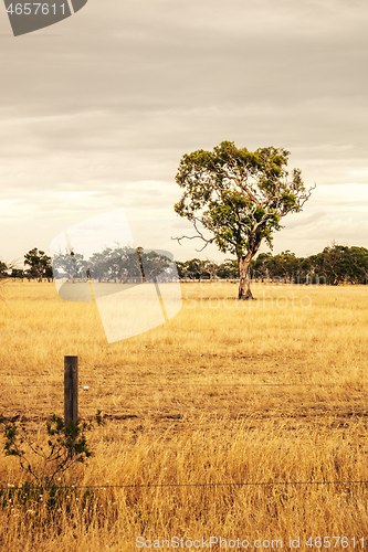 Image of eucalyptus tree in an Australian landscape scenery
