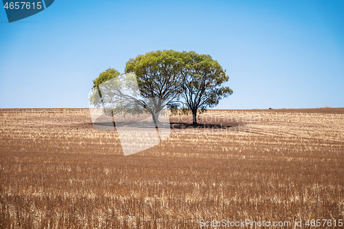 Image of eucalyptus tree in an Australian landscape scenery