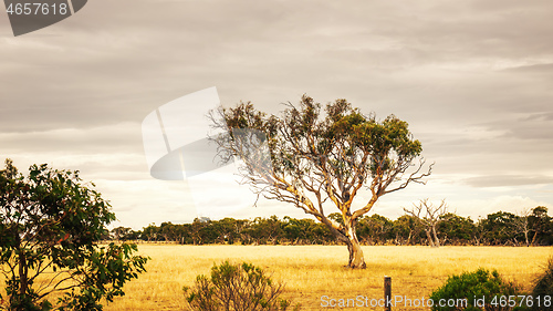 Image of eucalyptus tree in an Australian landscape scenery