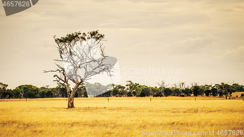 Image of eucalyptus tree in an Australian landscape scenery