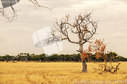 Image of eucalyptus tree in an Australian landscape scenery