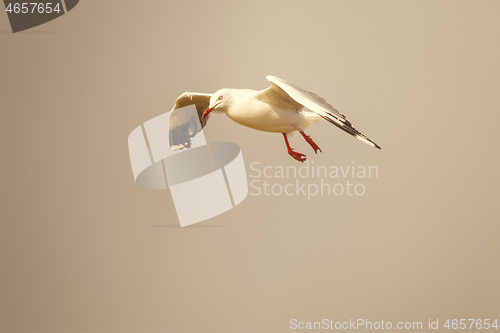 Image of seagull evening sky