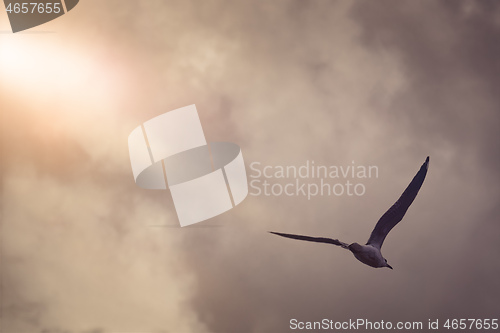 Image of seagull in the evening sky