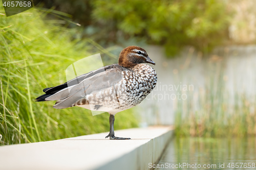 Image of brown head duck in Australia