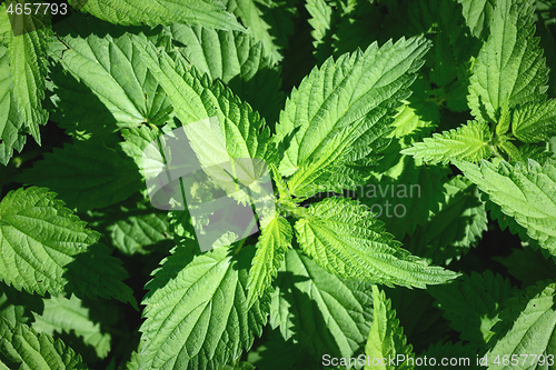 Image of green stinging nettle