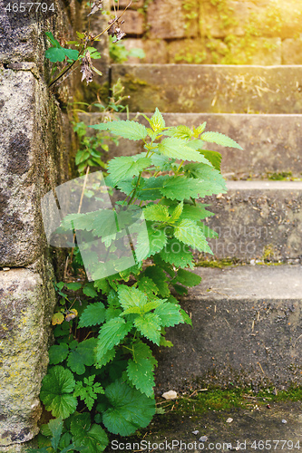 Image of green stinging nettle