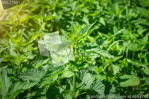 Image of green stinging nettle