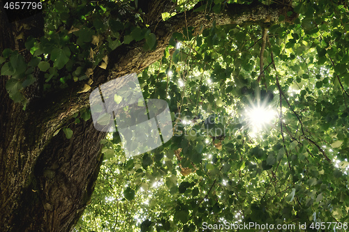 Image of sun star through green tree leafs