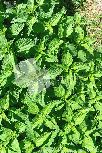 Image of green stinging nettle