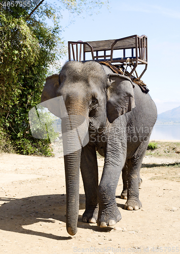 Image of Elephant for riding