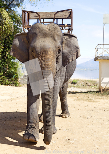 Image of Elephant for riding