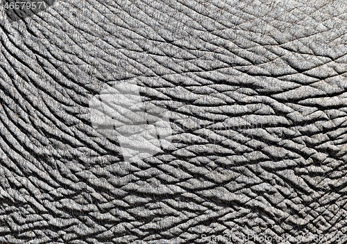 Image of Elephant skin, close-up