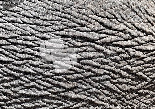 Image of Elephant skin, close-up
