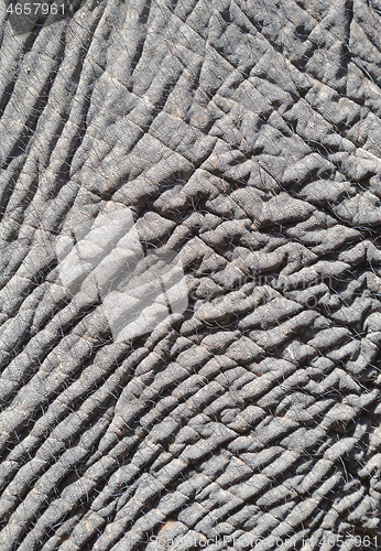 Image of Elephant skin, close-up