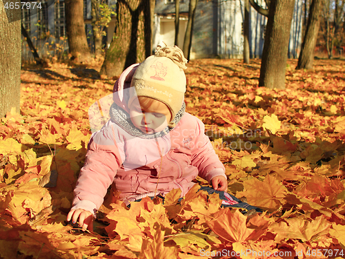 Image of baby plays with Autumn leaves in the park