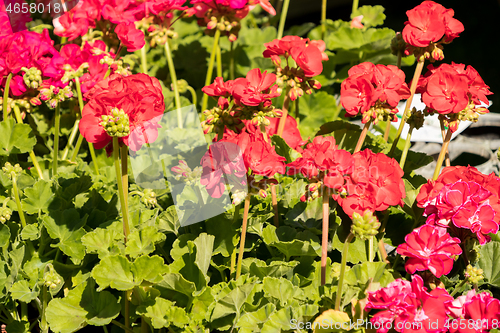 Image of flowering geraniums in a spring flower market