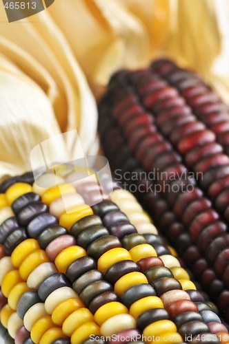 Image of Indian corn