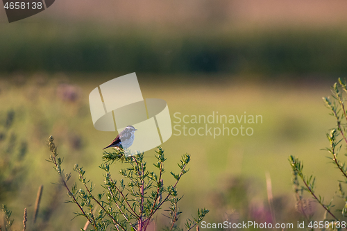 Image of Common Reed Bunting(Emberiza schoeniclus) sitting on weed top