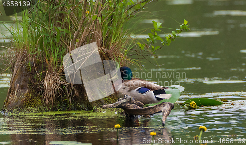 Image of Mallard  (Anas platyrhynchos) male next to stump