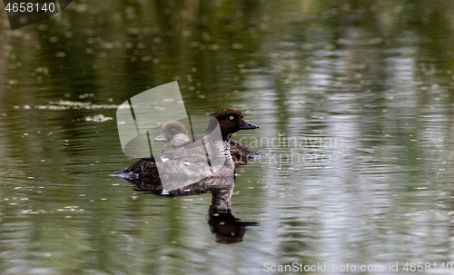 Image of Common Goldeneye(Bucephala clangula) female in water