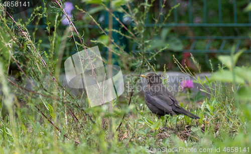 Image of  European blackbird (Turdus merula) female among weeds