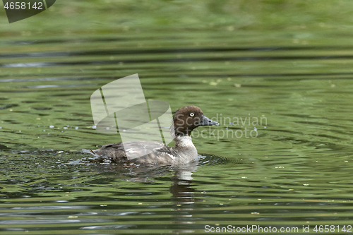 Image of Common Goldeneye(Bucephala clangula) female in water