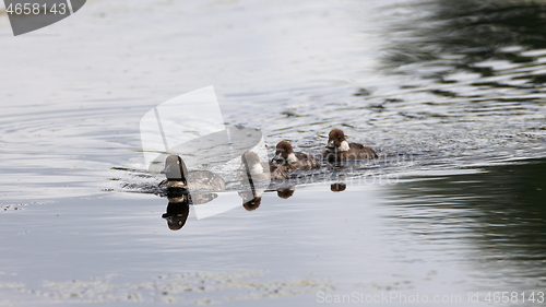 Image of Common Goldeneye(Bucephala clangula) female in water