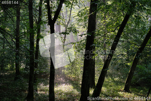Image of Sunbeam entering rich deciduous forest