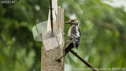 Image of Great spotted woodpecker (Dendrocopos major) male