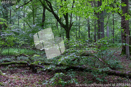 Image of Old deciduous forest in summer