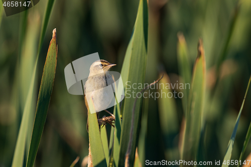 Image of Sedge warbler (Acrocephalus schoenobaenus) on reed