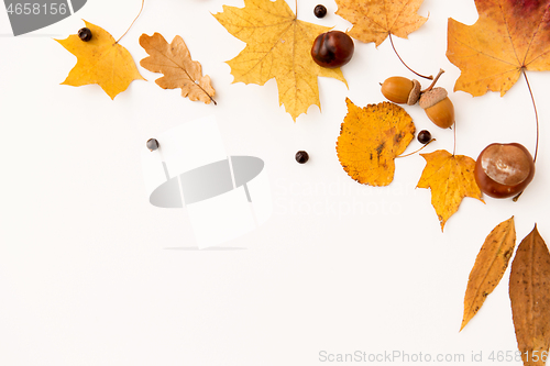 Image of autumn leaves, chestnuts, acorns and chokeberries