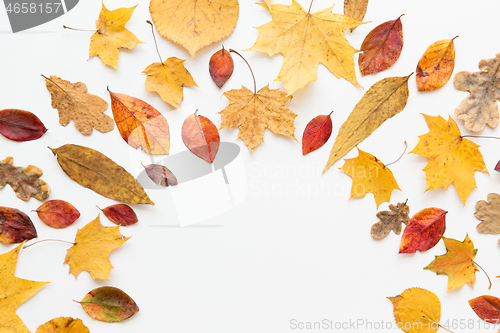 Image of frame of different dry fallen autumn leaves