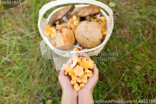 Image of hands with mushrooms and basket in forest