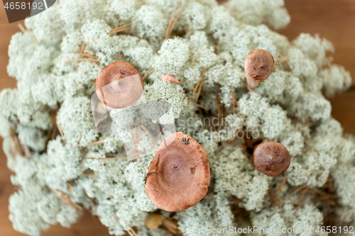 Image of lactarius rufus mushrooms in reindeer lichen moss