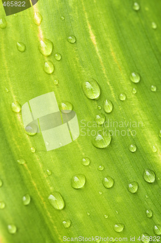 Image of Green leaf background with raindrops