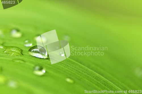 Image of Green leaf background with raindrops