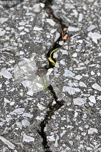 Image of Crack in asphalt