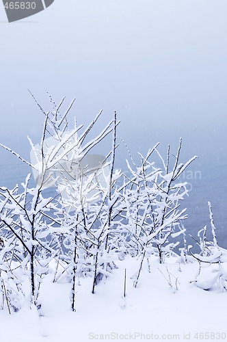 Image of Snowy trees