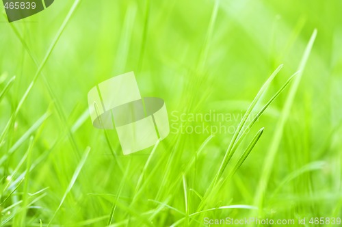 Image of Green grass background